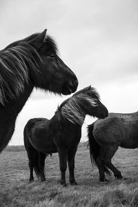 Horses on meadow