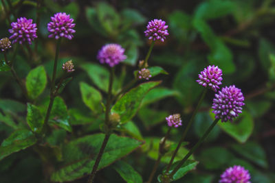 Close-up of purple flowering plants