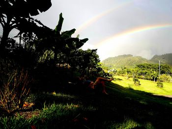 Scenic view of rainbow over trees on field against sky