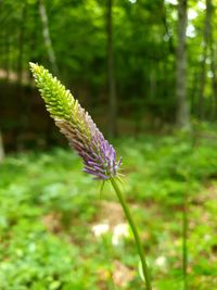 Close-up of purple flowering plant on field