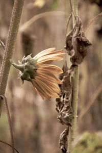 Close-up of wilted flower plant