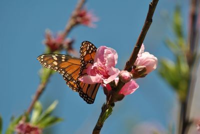 Close-up of butterfly pollinating on pink flower