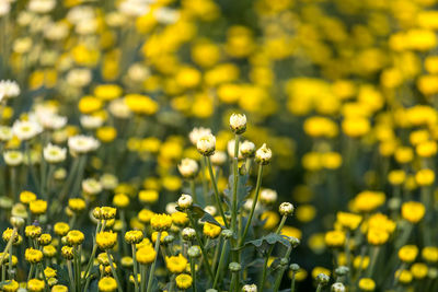 Close-up of yellow flowering plant on field