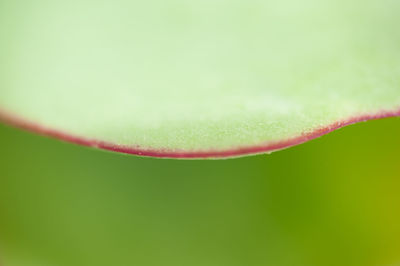 Macro shot of banana leaf