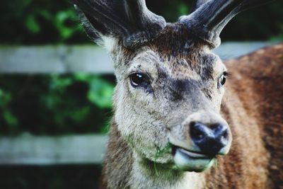 Close-up portrait of deer