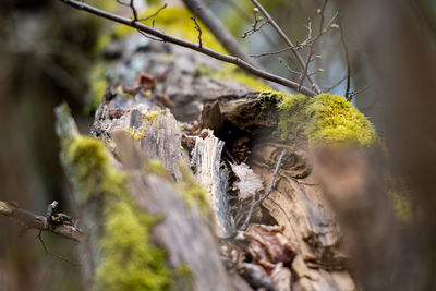 Close-up of insect on tree trunk