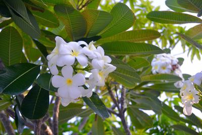 Close-up of fresh white flowers blooming outdoors