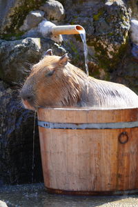 View of a drinking water from a wood