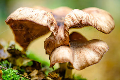 Close-up of mushrooms on field