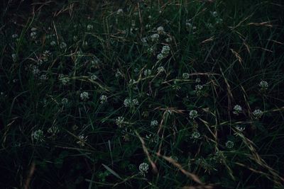 High angle view of grass growing in field