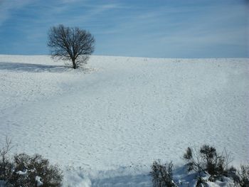 Bare trees on snow covered landscape