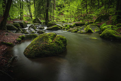 Moss growing on rock in forest