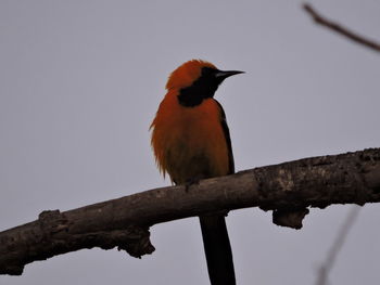 Low angle view of bird perching on tree against sky