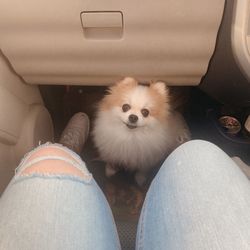 Dog in the car