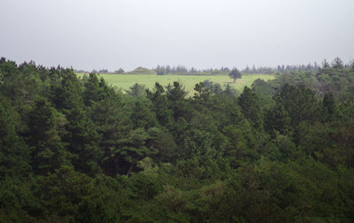 Trees on field against sky