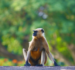 Monkey sitting on tree