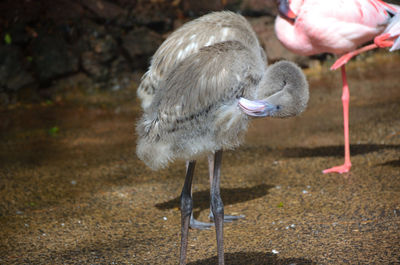 View of young flamingos