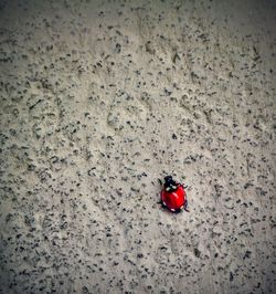 Close up of red leaf
