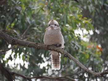 Low angle view of owl perching on branch