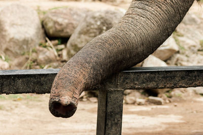 Close-up of elephant in zoo