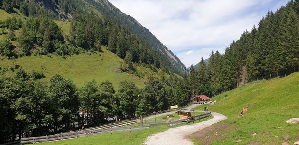 Panoramic view of road amidst trees against sky