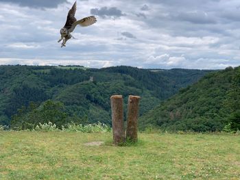 Bird flying over land against sky