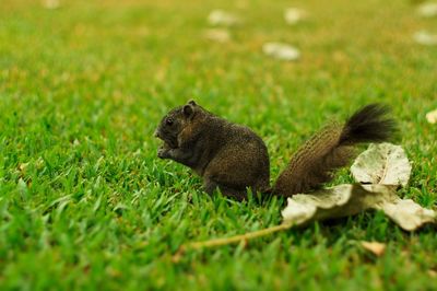 Side view of squirrel on field