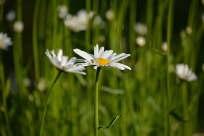 Close-up of white daisy flower on field