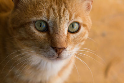 Close-up portrait of a cat