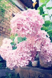 Close-up of pink flowers blooming outdoors