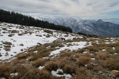 Scenic view of landscape against sky during winter