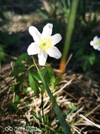 Close-up of white flowering plant on field