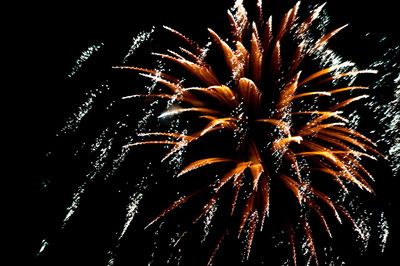 Low angle view of firework display against sky at night