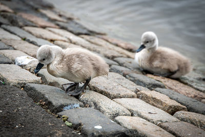Close-up of birds