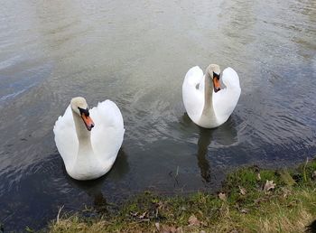 High angle view of swans swimming in lake