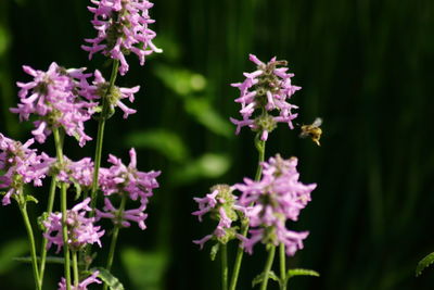 Close-up of purple flowering plants