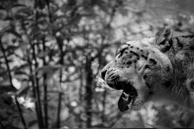 Close-up of tiger against trees