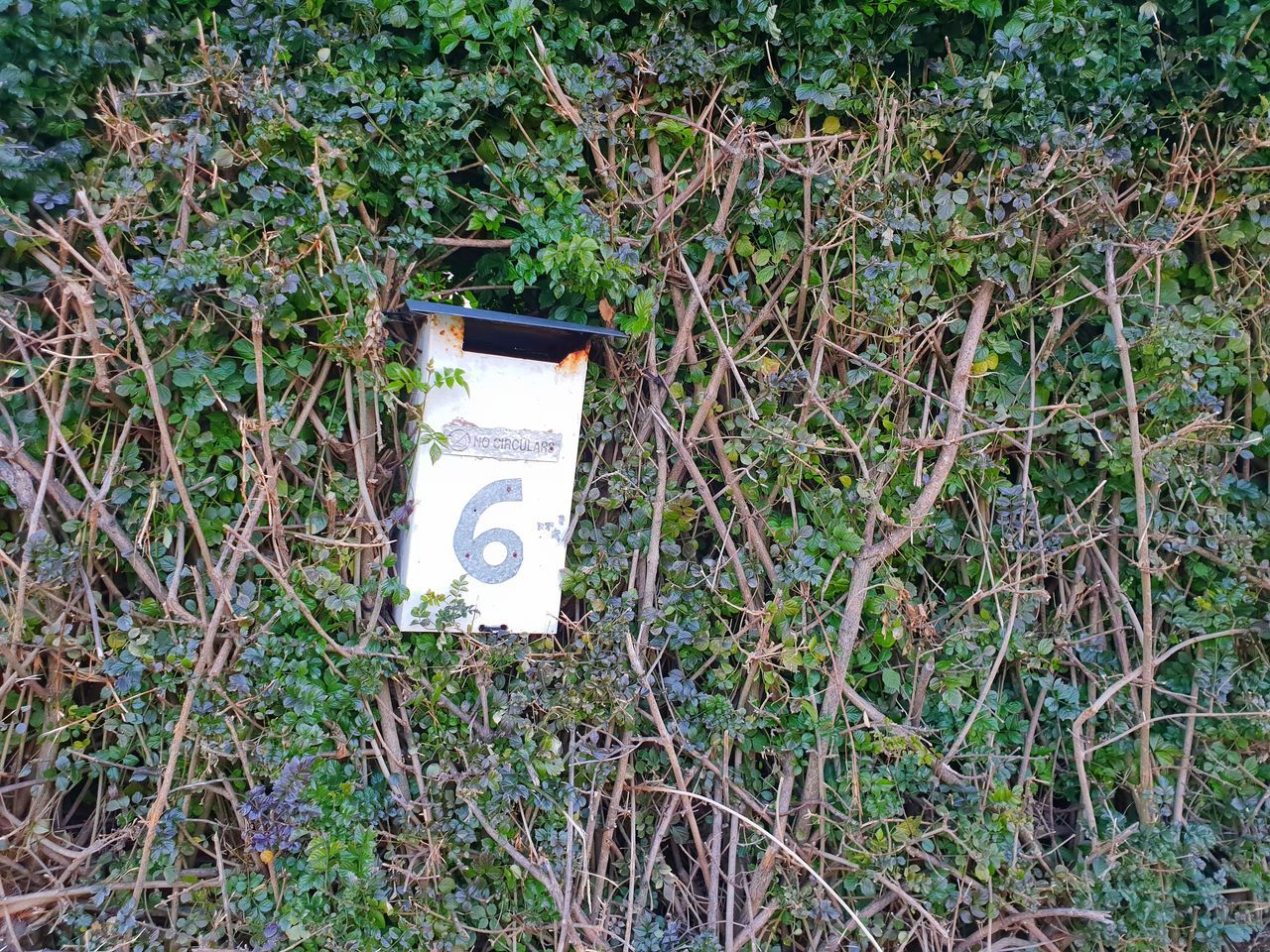 HIGH ANGLE VIEW OF INFORMATION SIGN ON PLANT