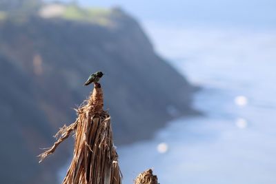 Close-up of bird on tree against sky