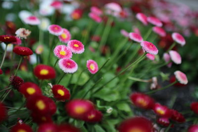 Close-up of red flowering plants