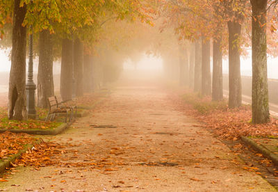 Footpath amidst trees in foggy weather at park