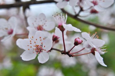 Close-up of pink flowers on branch