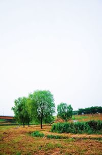 Scenic view of grassy field against sky