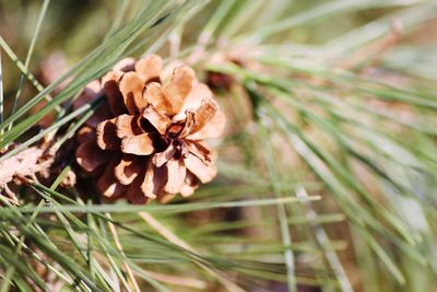 Close-up of plant