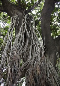 Low angle view of tree roots in forest