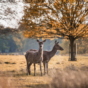 Deer standing on field against trees