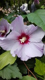 Close-up of pink flower