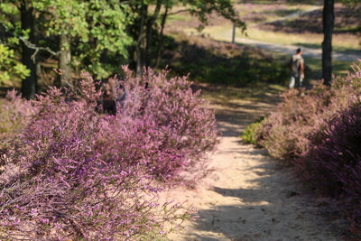 People walking on footpath amidst flowering plants