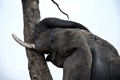 Low angle view of elephant on tree against sky