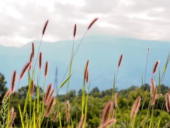 Close-up of wheat growing on field against sky